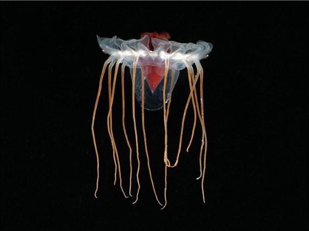 Sea life Jellyfish 1